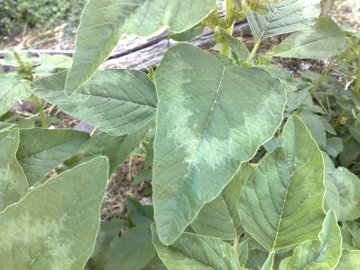 Subgen. Amaranthus Sect. Amaranthus Subsect Hybrida